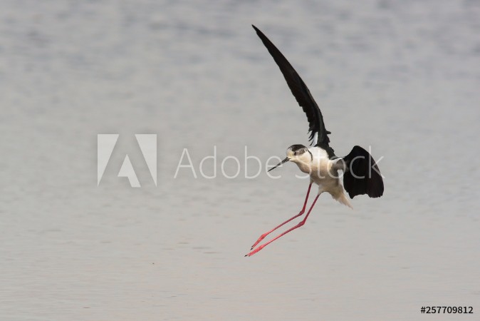 Picture of Cavaliere dItalia Himanthopus himanthopus in volo di atterraggio